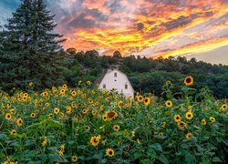 Słoneczniki, Dom, Las, Drzewa, Zachód słońca