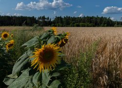 Słoneczniki obok dojrzałego zboża na polu