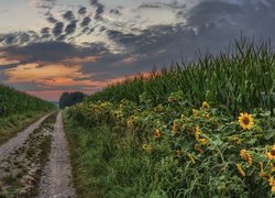 Polna, Droga, Pole, Słoneczniki, Kukurydza, Chmury, Zachód słońca