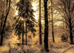 Słoneczny blask pośród drzew w lesie zimową porą