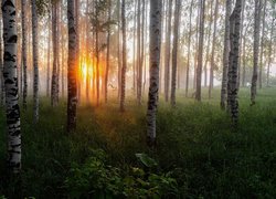 Las, Brzozy, Drzewa, Wschód słońca, Poranek, Rośliny