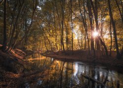 Słoneczny blask w jesiennym lesie nad rzeką