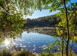 Jezioro, Drzewa, Las, Słoneczny, Dzień