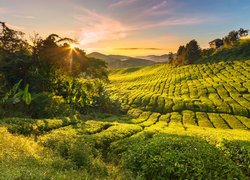 Słoneczny dzień nad plantacją herbaty w Cameron Highlands