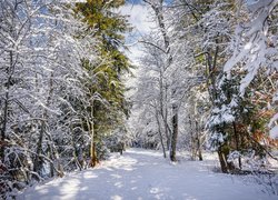 Słoneczny dzień w zaśnieżonym lesie