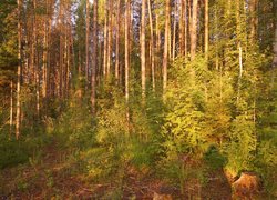 Słoneczny poranek lesie