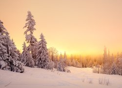 Zima, Śnieg, Drzewa, Wschód słońca, Mgła