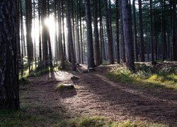 Słoneczny poranek w iglastym lesie