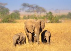 Słonica i dwa małe słoniątka