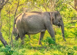 Słonica i słoniątko pod drzewami