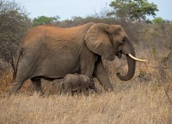 Słonica i słoniątko w suchej trawie