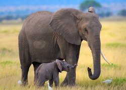 Słonica ze słoniątkiem