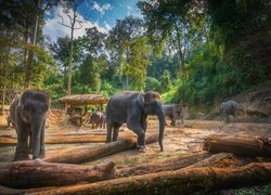 Słonie i kłody drzew