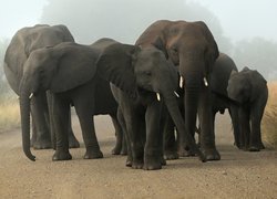 Słonie na polnej drodze