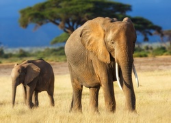 Słonie na spacerze
