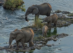 Słonie nad kamienistą rzeką