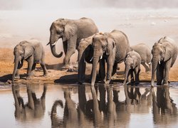 Słonie nad wodą