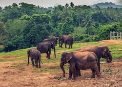 Słonie w Pinnawala na Sri Lance