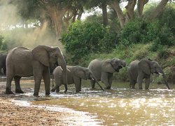 Słonie w rzece