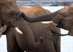 Słonie w zbliżeniu