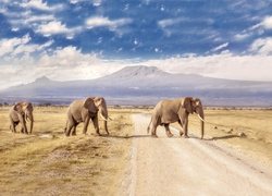 Słonie wybrały się na przechadzkę