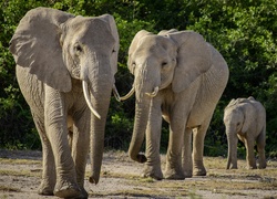 Słoniowa rodzina na spacerze