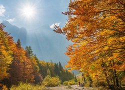 Triglavski Park Narodowy, Góry, Alpy Julijskie, Góra Triglav, Drzewa, Jesień, Promienie słońca, Dolina Vrata, Kranjska Gora, Słowenia