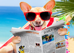Śmieszny pies w okularach czyta gazetę