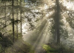 Smugi słonecznego światła wśród drzew w zamglonym lesie
