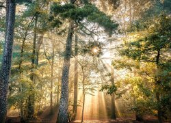 Smugi światła słonecznego między drzewami w lesie