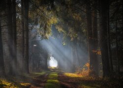 Smugi światła słonecznego na leśnej ścieżce