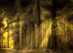 Smugi światła słonecznego w zielonym lesie