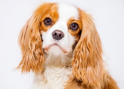 Smutna mina cavalier king charles spaniela