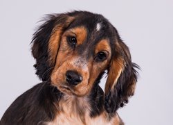 Cocker spaniel, Słodki, Szczeniak, Smutny