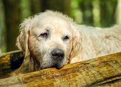 Smutna mordka golden retrievera