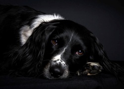 Angielski, Springer spaniel, Smutne, Oczy