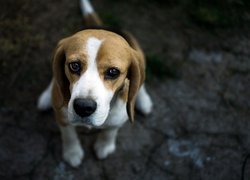 Pies, Beagle, Smutny