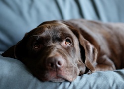 Smutny, Labrador retriever, Spojrzenie, Rozmycie