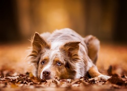 Brązowy, Border collie, Ściółka