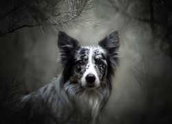 Pies, Border collie, Mordka, Gałązki, Rozmyte, Tło