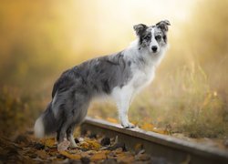 Border collie, Pies, Tory