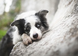 Border collie, Pyszczek, Kamień