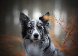 Pies, Border collie, Rośliny