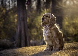 Smutny cocker spaniel siedzi na leśnej polanie