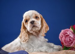 Smutny spaniel ze sztucznym kwiatem na niebieskim tle