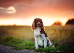 Springer spaniel walijski, Pole, Trawa