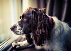 Smutny, Springer spaniel, Okno