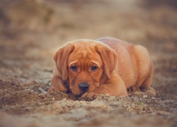 Smutny szczeniaczek labrador retriever