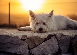 Smutny west highland white terrier na murku