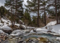 Śnieg i drzewa na brzegach potoku w wąwozie Terskol